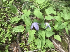 Clematis occidentalis
