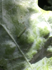 Chrysoesthia sexguttella