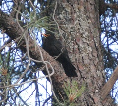 Turdus merula