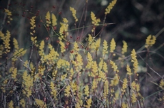 Synaphea gracillima