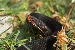 Vipera kaznakovi