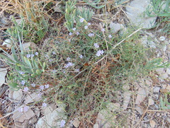 Limonium cancellatum