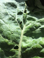 Chrysoesthia sexguttella