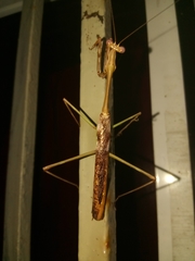 Stagmomantis domingensis