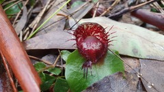 Corybas fimbriatus
