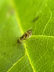 Graphopsocus cruciatus