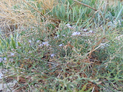 Limonium cancellatum