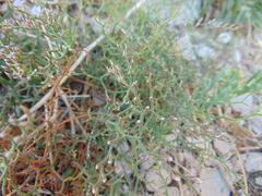 Limonium cancellatum