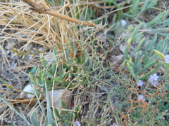 Limonium cancellatum