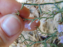 Limonium cancellatum