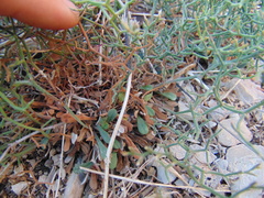 Limonium cancellatum