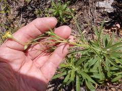 Croptilon hookerianum