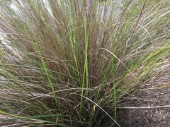 Poa cita