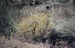 Synaphea gracillima