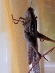 Schistocerca serialis