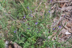 Verbena plicata