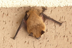 Myotis ciliolabrum