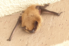 Myotis ciliolabrum