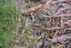 Verbena plicata