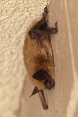 Myotis ciliolabrum