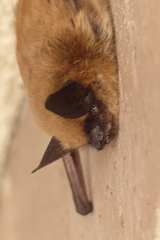 Myotis ciliolabrum