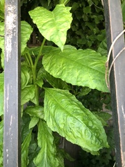 Pokeweed mosaic virus