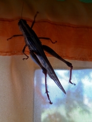 Schistocerca serialis