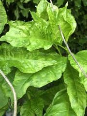 Pokeweed mosaic virus