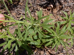 Croptilon hookerianum