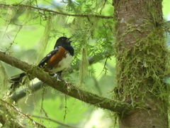Pipilo maculatus oregonus