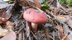 Russula persanguinea