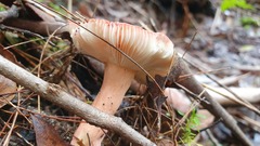 Russula persanguinea