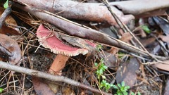 Russula persanguinea