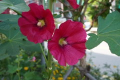 Alcea rosea
