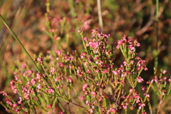 Erica gnaphaloides