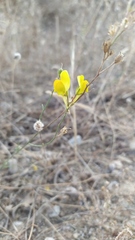 Linaria viscosa