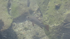 Lutjanus argentimaculatus