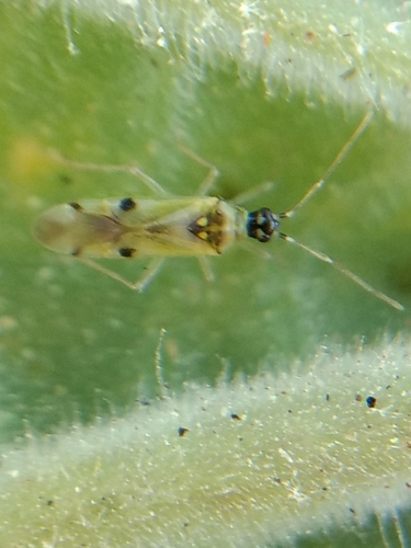 Suckfly