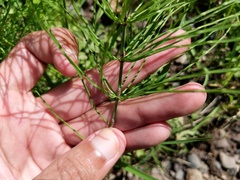 Equisetum pratense