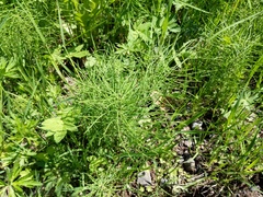 Equisetum pratense