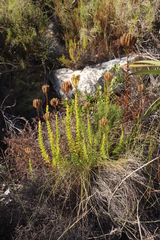 Pseudoselago serrata