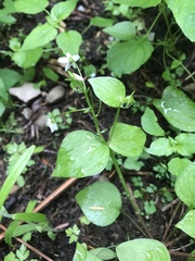 Moehringia macrophylla