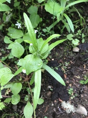 Moehringia macrophylla