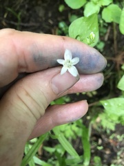 Moehringia macrophylla