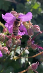 Geranium macrorrhizum