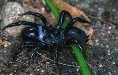 Sphodros niger