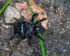 Sphodros niger