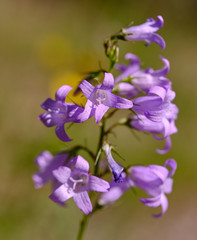 Campanula rapunculus