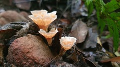 Podoscypha petalodes