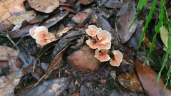 Podoscypha petalodes